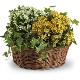 Basket of yellow and white flowering plants with ivy