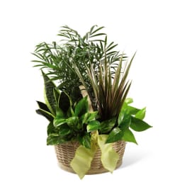 Basket of assorted green houseplants with a ribbon bow