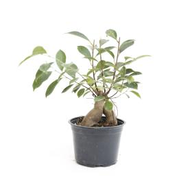 Potted bonsai-style plant with a thick trunk and green leaves