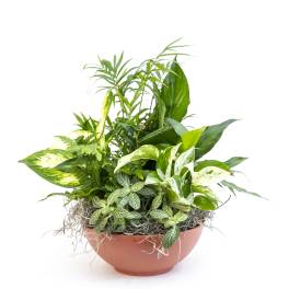 Mixed green houseplants arranged in a terracotta bowl planter