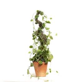 Trailing potted vine plant in a copper-colored pot