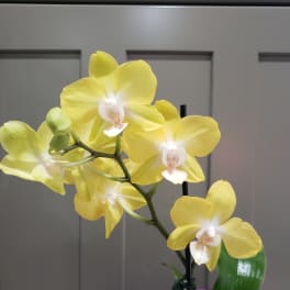 Petite Orchid Potted Plant