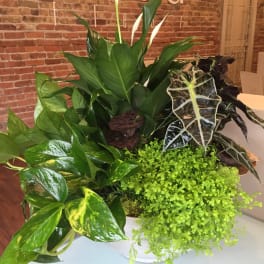 Mixed tropical plants in a white container with white calla lilies