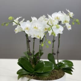 White orchids in a low white bowl planter