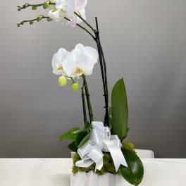 White orchid arrangement in a white vase with a ribbon bow