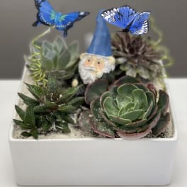 Succulent arrangement in a white square planter with a small gnome and blue butterflies