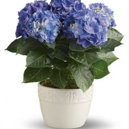 Potted blue hydrangea plant in a white ceramic pot