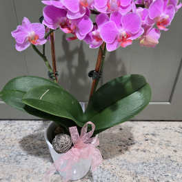 Petite Pot Orchid Stem