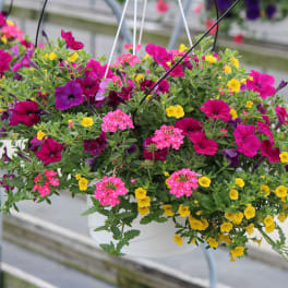 Hanging basket of pink, purple, and yellow flowers