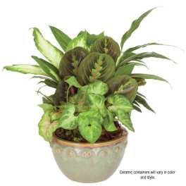 Mixed green houseplants in a decorative ceramic pot