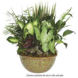 Mixed green houseplants arranged in a ceramic bowl planter