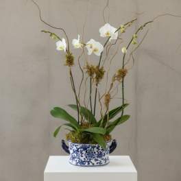 Double Double Orchids in Oval ceramic (colors of ceramic vary)