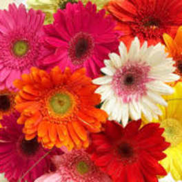 Bright gerbera daisy bouquet in pink, red, orange, yellow, and white