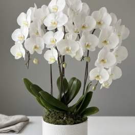 Orchid’s garden
