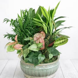 Mixed green houseplants arranged in a ceramic bowl planter