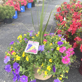 Mixed potted flowers with purple and yellow blooms in a beige container