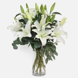 White lilies in a clear glass vase with dark green foliage