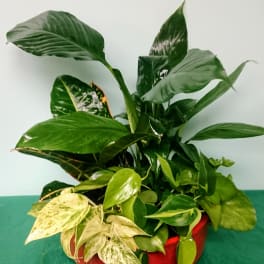 Viridescent Garden