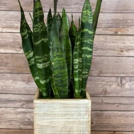 Snake Plant in Wood Box