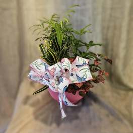 Signature Petite Dish Garden