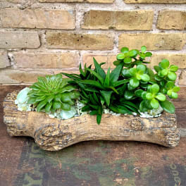 Succulent arrangement in a rustic wood log planter with white stones