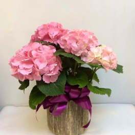 Pink hydrangeas in a rustic wooden container with a purple ribbon
