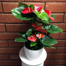 Potted plant with red tropical blooms in a white container against a brick wall
