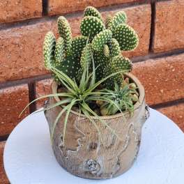 Potted cactus and two small air plants in a rustic ceramic container