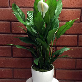White peace lily in a white pot against a brick wall