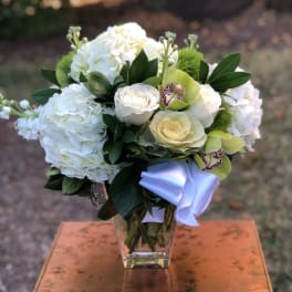 Hydrangea Blooms