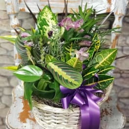 Basket of mixed tropical plants with a purple ribbon