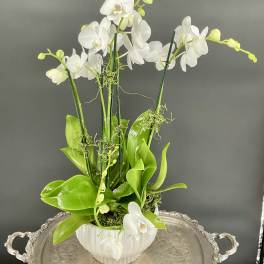 White orchids arranged in a white ribbed pot with bright green leaves.