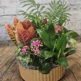 Mixed potted plant arrangement with pink blooms in a beige container