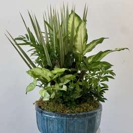 Dish Garden by Westford Florist Art by Veny 10-inches