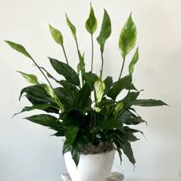 Serenity Spathiphyllum by Westford Florist Art by Veny