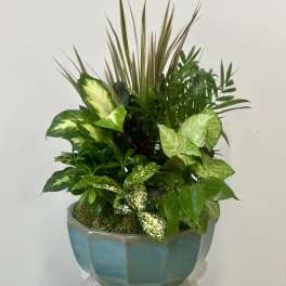 Dish Garden by Westford Florist Floral Art by Veny 12-inches