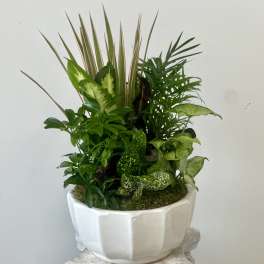 Dish Garden Westford Florist 10"