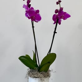 Two purple orchids in a white pot with moss on top