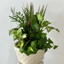 Dish Garden 12" by Westford Florist