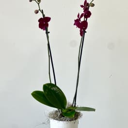 Potted orchid with magenta blooms in a white container