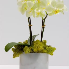 Small White Orchids