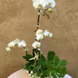 White orchids arranged in a white shell-shaped planter with succulents