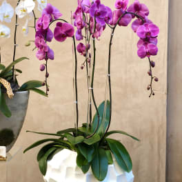 Potted orchids with white and purple blooms in a white planter