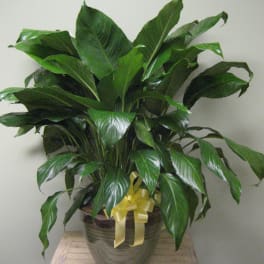 Potted green houseplant with a yellow ribbon bow