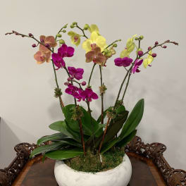 Potted orchid arrangement with pink, yellow, and peach blooms in a white bowl