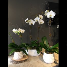 Three white orchid plants in white pots on a table