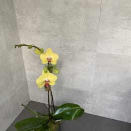 Yellow orchid plant in a black pot with broad green leaves