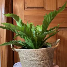 Bird Nest Fern