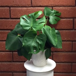 Potted monstera plant with large split green leaves in a white pot against a brick wall.