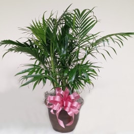 10 in Parlor Palm